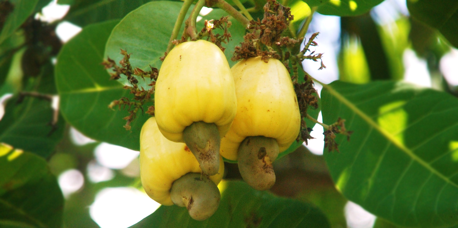 Cashew_Nuts