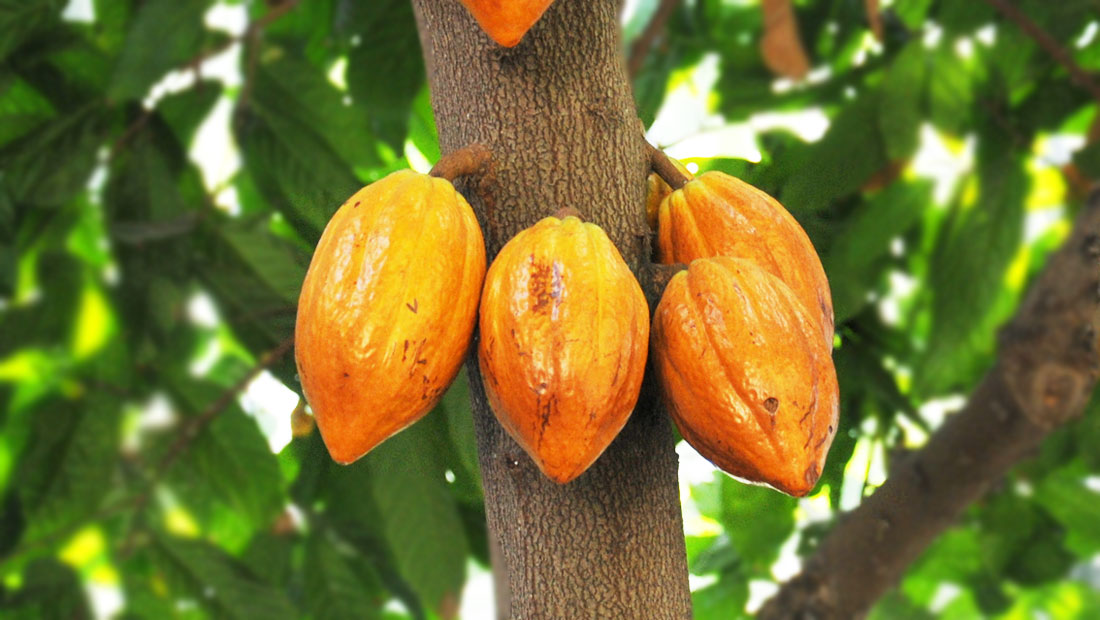 cocoa beans producer