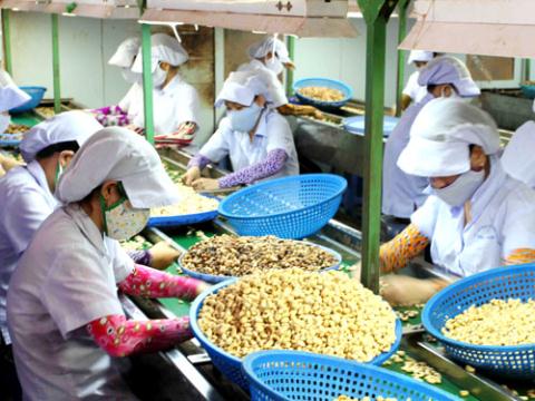 Cashew nut production
