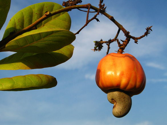 cashew apple