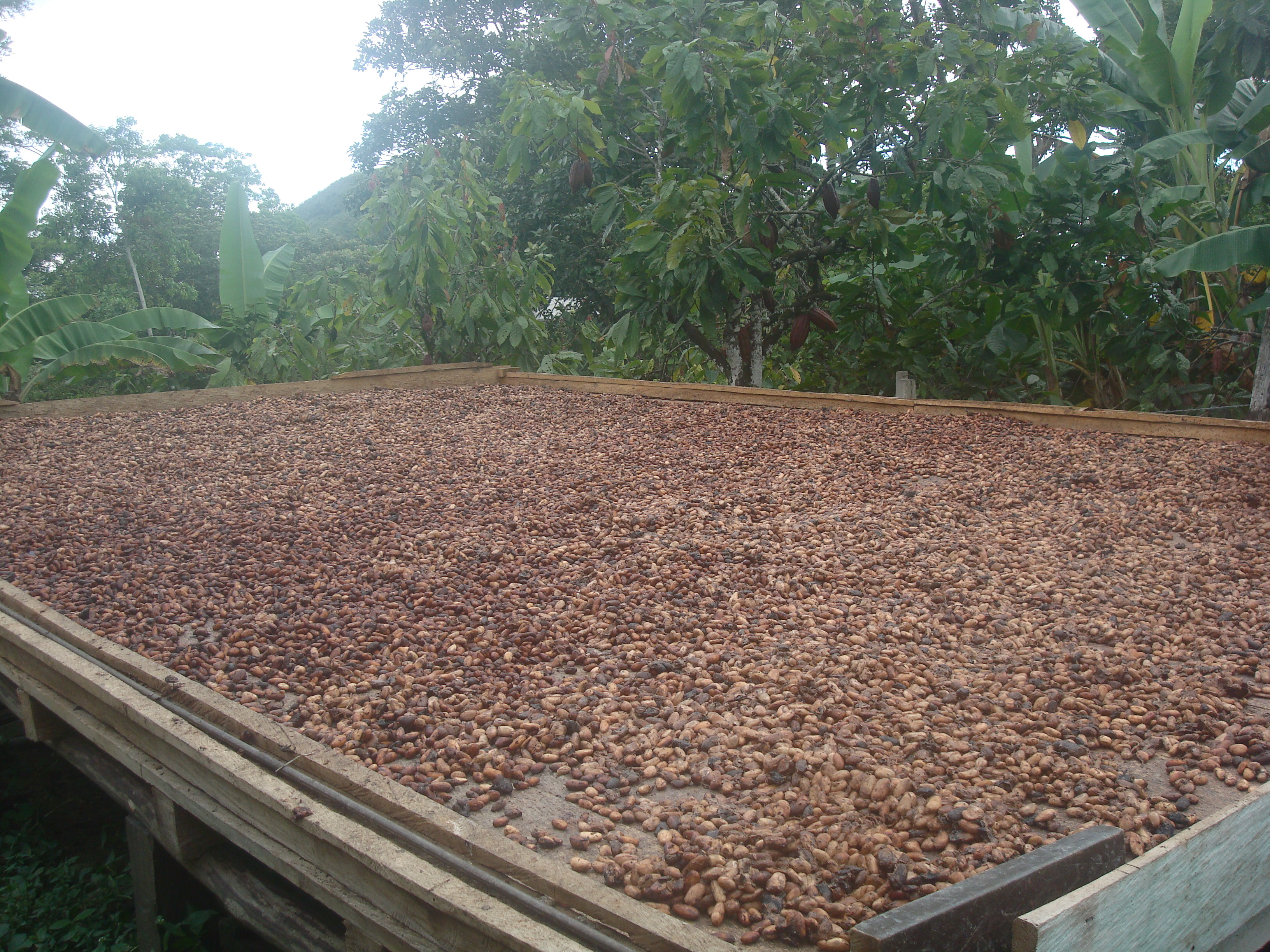 cocoa beans fermentation